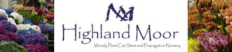 Highland Moor Cut Stems Availability