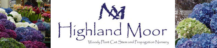 Highland Moor hydrangeas
